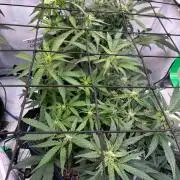 FastBuds & AutoPot + SANlight + BioTabs