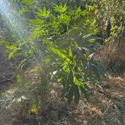EE Guerrila