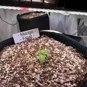FastBuds & AutoPot + SANlight + BioTabs