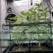 MandarinCookies V2 unreleased Genetics🍀