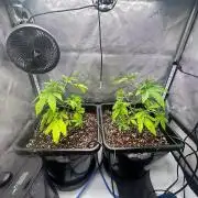 MandarinCookies V2 unreleased Genetics🍀