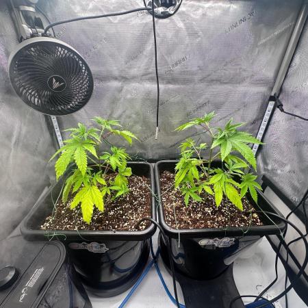 MandarinCookies V2 unreleased Genetics🍀