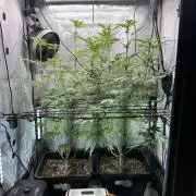 MandarinCookies V2 unreleased Genetics🍀
