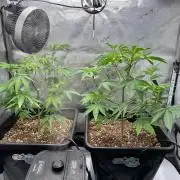 MandarinCookies V2 unreleased Genetics🍀