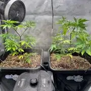 MandarinCookies V2 unreleased Genetics🍀