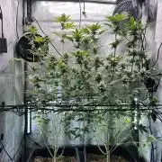MandarinCookies V2 unreleased Genetics🍀