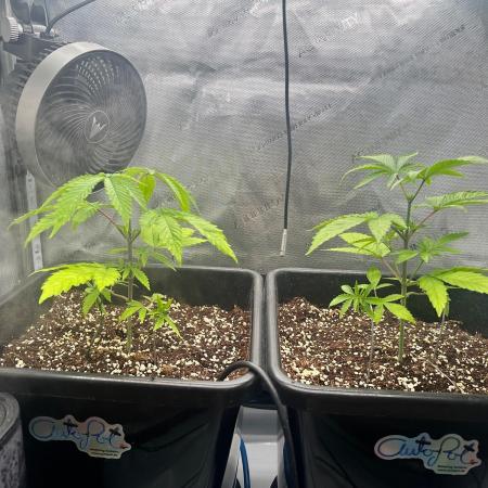 MandarinCookies V2 unreleased Genetics🍀