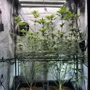 MandarinCookies V2 unreleased Genetics🍀