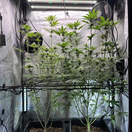 MandarinCookies V2 unreleased Genetics🍀