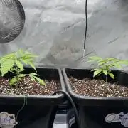 Mandarin Cookies V2 unreleased Seeds 🍀