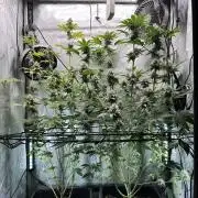 MandarinCookies V2 unreleased Genetics🍀