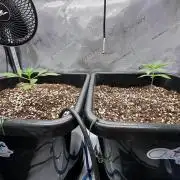 Mandarin Cookies V2 unreleased Seeds 🍀