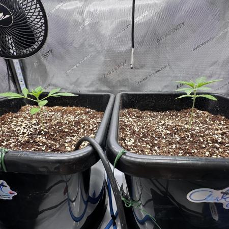 Mandarin Cookies V2 unreleased Seeds 🍀
