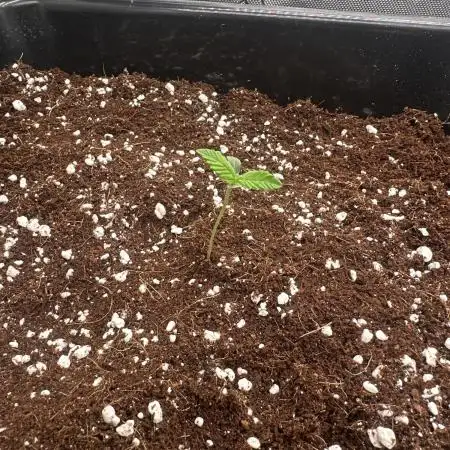 Mandarin Cookies V2 unreleased Seeds 🍀