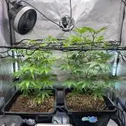 MandarinCookies V2 unreleased Genetics🍀