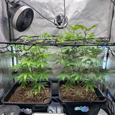 MandarinCookies V2 unreleased Genetics🍀