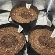 Project#2 (Fruit Gardena)