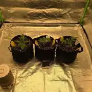 Project#2 (Fruit Gardena)