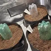 Project#2