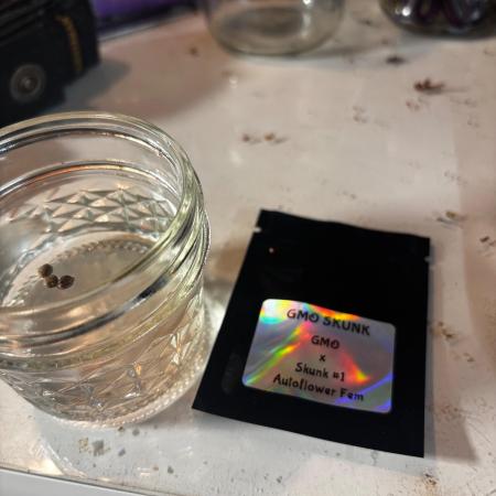 G.O.A.T genetics Auto grow and show