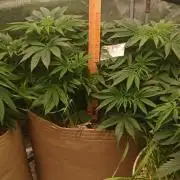 White Mountain cultivator