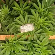 White Mountain cultivator