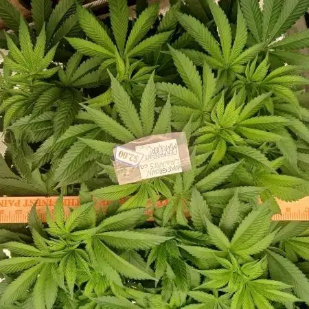 White Mountain cultivator