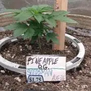 White Mountain cultivator