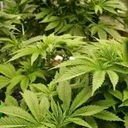 White Mountain cultivator