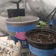 White Mountain cultivator