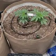 White Mountain cultivator