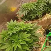 White Mountain cultivator