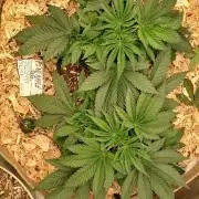 White Mountain cultivator
