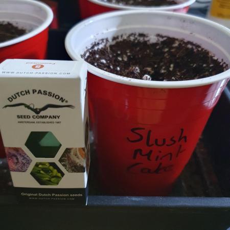 Dutch Passion - Slush Mint Cake