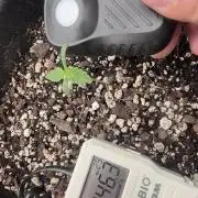 G.O.A.T Grow n Show