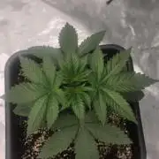 G.O.A.T Grow n Show