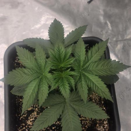 G.O.A.T Grow n Show