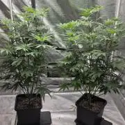 G.O.A.T Grow n Show