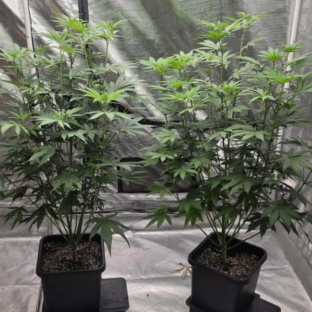 G.O.A.T Grow n Show