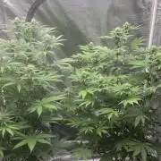 G.O.A.T Grow n Show