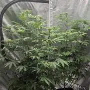G.O.A.T Grow n Show