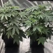 G.O.A.T Grow n Show