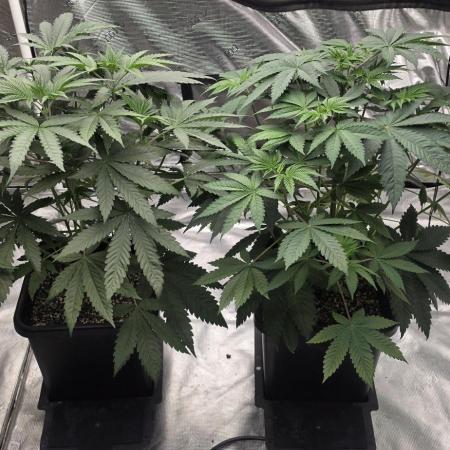 G.O.A.T Grow n Show