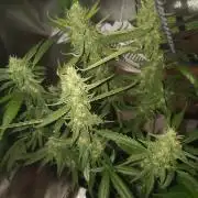 Strawberry Craze