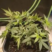 Strawberry Craze
