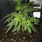 Strawberry Craze