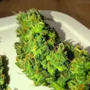 Strawberry Craze
