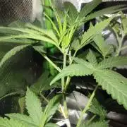Strawberry Craze