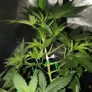 Strawberry Craze