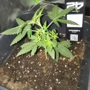 Strawberry Craze